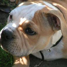 Blanding af racer Bertram Eng. Bulldog/SBT