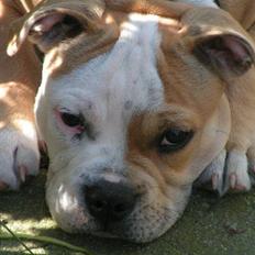 Blanding af racer Bertram Eng. Bulldog/SBT
