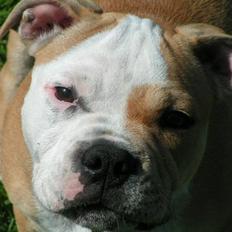 Blanding af racer Bertram Eng. Bulldog/SBT