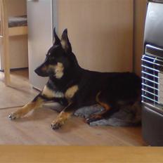 Blanding af racer Vaks Aflivet i 2009