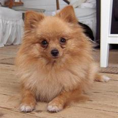 Pomeranian Mille
