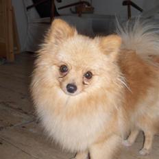 Pomeranian Mille