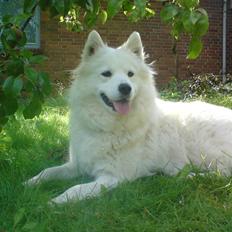 Samojedhund Freja
