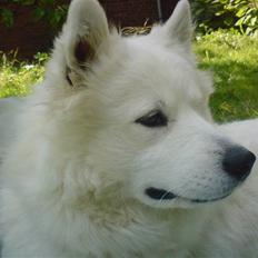 Samojedhund Freja