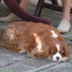 Cavalier king charles spaniel Bella