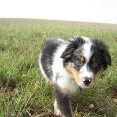 Australian shepherd Shadow