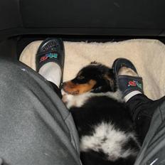 Australian shepherd Shadow