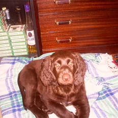 Langhåret hønsehund zena