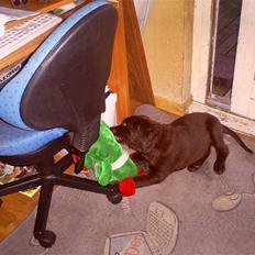 Langhåret hønsehund zena