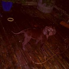 Langhåret hønsehund zena