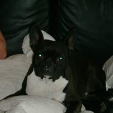 Boston terrier viggo