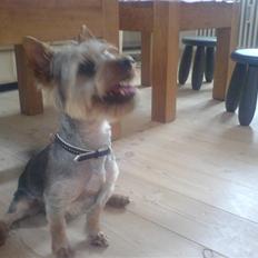 Australian silky terrier GIZMO (bor hos min mor)