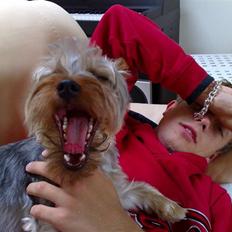 Australian silky terrier GIZMO (bor hos min mor)