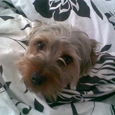Australian silky terrier GIZMO (bor hos min mor)