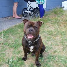 Staffordshire bull terrier Vegas
