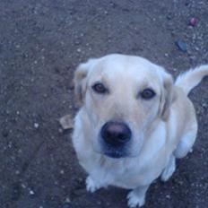 Labrador retriever Lulu