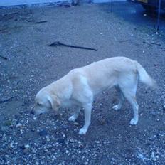 Labrador retriever Lulu