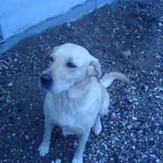 Labrador retriever Lulu