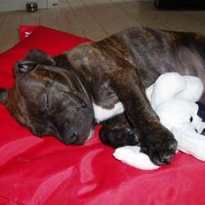 Staffordshire bull terrier Vegas