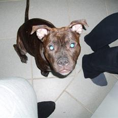 Staffordshire bull terrier Vegas