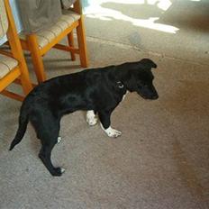 Blanding af racer Jay