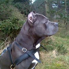 Amerikansk staffordshire terrier Kenzo