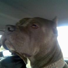 Amerikansk staffordshire terrier Kenzo