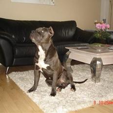 Amerikansk staffordshire terrier Kenzo