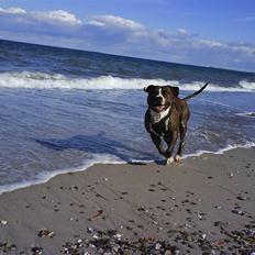 Amerikansk staffordshire terrier $ Victor $ R.I.P