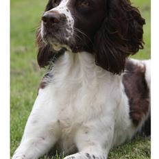 Engelsk springer spaniel Athene F.T.