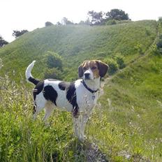 Blanding af racer Freja