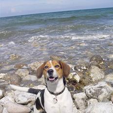 Blanding af racer Freja