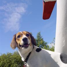 Blanding af racer Freja