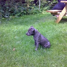 Amerikansk staffordshire terrier Unigue