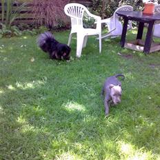 Amerikansk staffordshire terrier Unigue