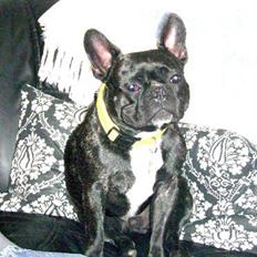 Fransk bulldog ozzy