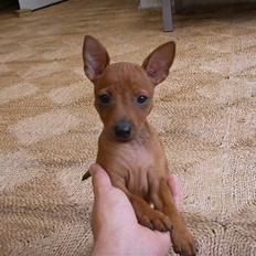 Dvaergpinscher Jeza