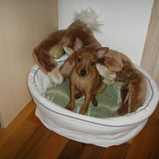Dvaergpinscher Jeza