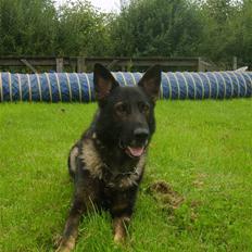 Schæferhund Ulvegraven's Asso (Tampa)