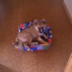 Islandsk fårehund mickey