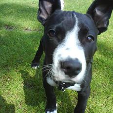 Amerikansk staffordshire terrier Chico