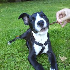 Amerikansk staffordshire terrier Chico