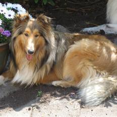 Collie langhåret Ariel | MIT ET&ALT <3