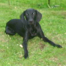 Blanding af racer Jessie