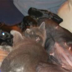 Blanding af racer Jessie