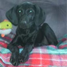 Blanding af racer Jessie