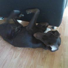 Blanding af racer Jawa