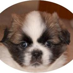 Tibetansk spaniel Asya