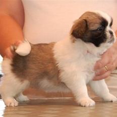 Tibetansk spaniel Asya