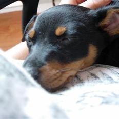 Dvaergpinscher Maxi